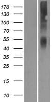 Human OR2A42 Protein (Over-Expression Lysate Myc-DDK (Flag))