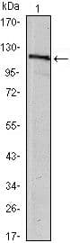 Monoclonal Mouse anti-Human USP7 / HAUSP Antibody (clone 5F11, WB)