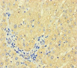 F7 / Factor VII Antibody