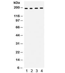 THBS1 / Thrombospondin-1 Antibody