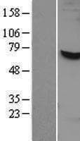 NAE1 / APPBP1 Protein (Over-Expression Lysate Myc-DDK (Flag))