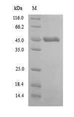 Arabidopsis thaliana DRB5 Protein (Recombinant 6His, N-terminus)