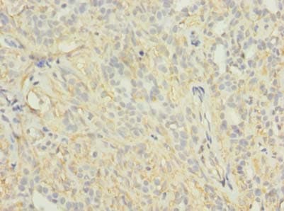 KCNH7 / ERG3 Antibody
