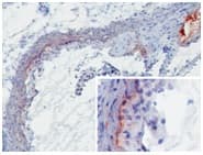Mbl1 Antibody (clone 8G6)