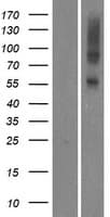 Human OR5AU1 Protein (Over-Expression Lysate Myc-DDK (Flag))