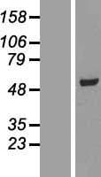 SCCPDH Protein (Over-Expression Lysate Myc-DDK (Flag))