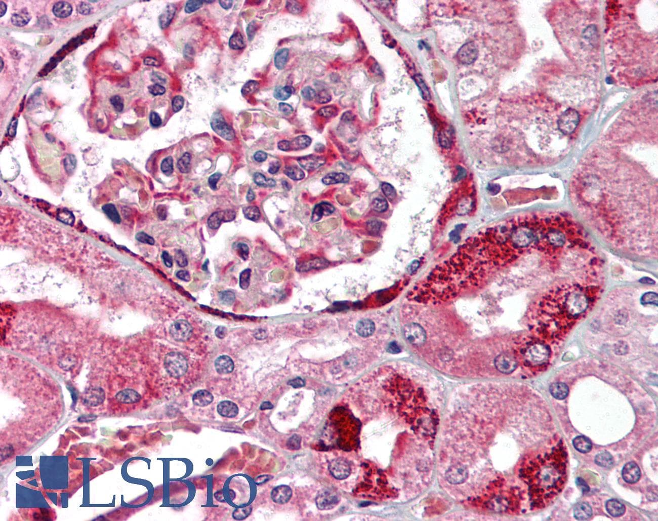 IHC-plus™ PPARA / PPAR Alpha Antibody (aa22-36)