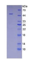 Human ICAM-1 / CD54 Protein (Recombinant His, N-Terminal)