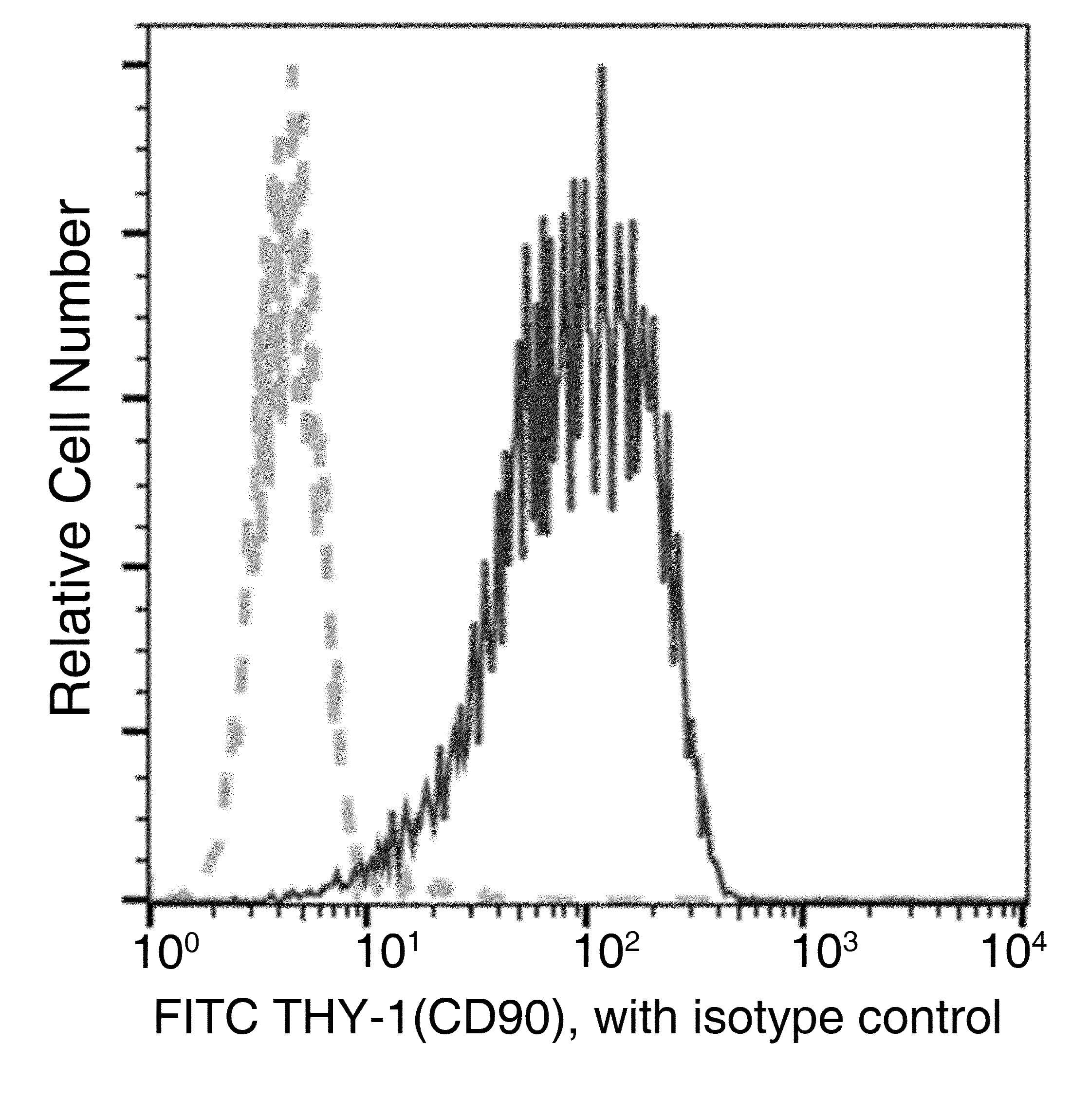 THY1 / CD90 Antibody (clone 10, FITC)