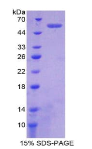 Rat PDCD1 / CD279 / PD-1 Protein (Recombinant His-GST)