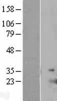 IL25 / IL17E Protein (Over-Expression Lysate Myc-DDK (Flag))