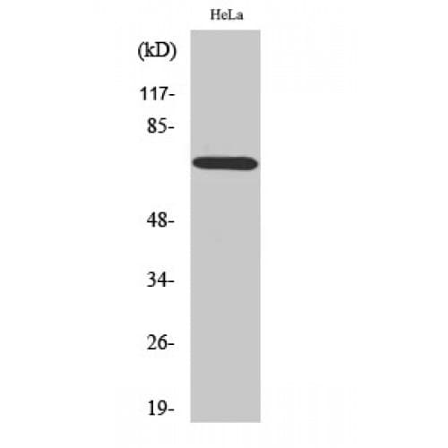 ABCF2 Antibody (140-220 aa, Internal)