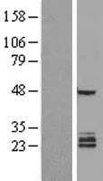 FAM3B Protein (Over-Expression Lysate Myc-DDK (Flag))
