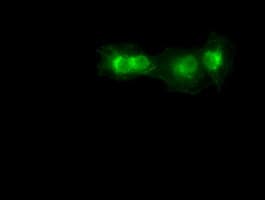 SOX17 Antibody (clone OTI2G8)