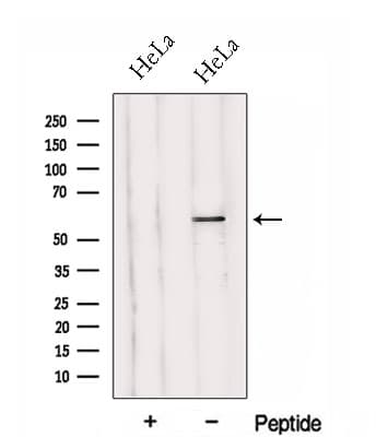 HYAL2 Antibody