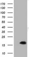 Monoclonal Mouse anti-Human IL36A Antibody (clone OTI3A12, IF, WB)