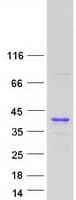 Human ZMAT3 Protein (Recombinant Myc-DDK (Flag))