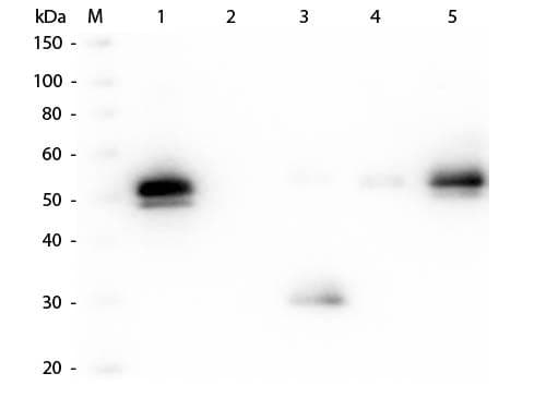 Goat Anti-Rabbit IgG Fc Secondary Antibody (TRITC)