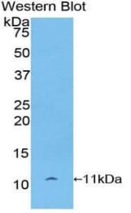 CXCL7 / PPBP Antibody (aa46-107)