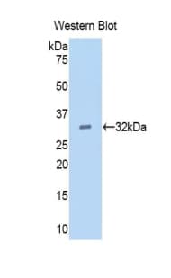 EGF Antibody (aa45-275, Biotin)