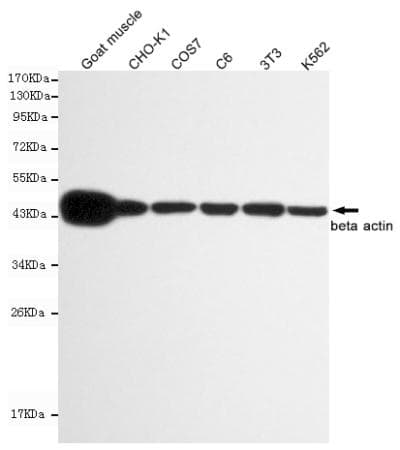 Monoclonal Mouse anti-Human ACTB / Beta Actin Antibody (WB)