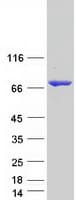 Human MTMR14 Protein (Recombinant Myc-DDK (Flag))