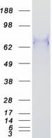 Human BCL6 Protein (Recombinant Myc-DDK (Flag))