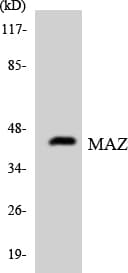 MAZ Antibody (aa142-191)
