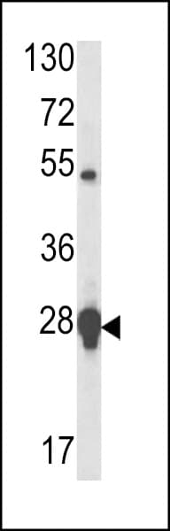 Polyclonal Rabbit anti-Human HSPB1 / HSP27 Antibody (aa108-136, IHC, WB)