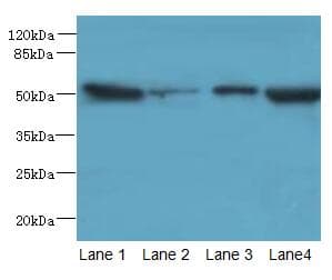 PCOLCE2 Antibody