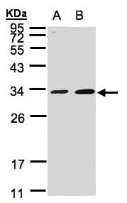 MAF1 Antibody (aa1-201)