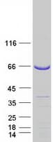 Human ABI1 / SSH3BP1 Protein (Recombinant Myc-DDK (Flag))