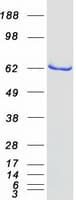 Human NDOR1 Protein (Recombinant Myc-DDK (Flag))