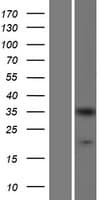 CRKL Protein (Over-Expression Lysate Myc-DDK (Flag))