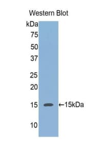 REG3A Antibody (aa40-164, Biotin)