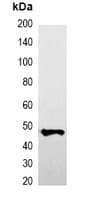 GFP Tag Antibody