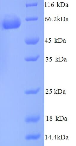 Mouse GPI Protein (Recombinant His)