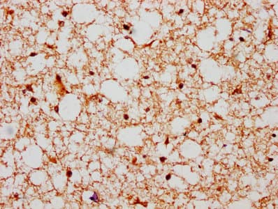 HIST1H2BN Antibody (aa2-126)