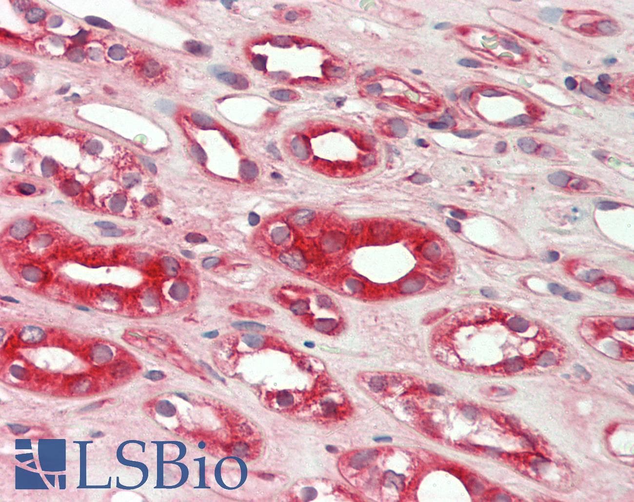Polyclonal Rabbit anti-Human THNSL2 Antibody (aa251-300, IHC, WB)