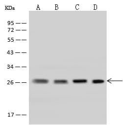 UBE2S / E2 EPF Antibody