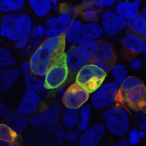 PRR7 Antibody (clone TRAP3/10)