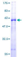 Human PSMG1 Protein (Recombinant GST)
