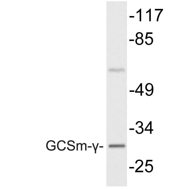 Polyclonal Rabbit anti-Human GCLM Antibody (Val91, IHC, WB)