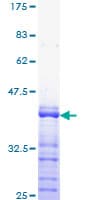 Human SP1 Protein (Recombinant GST, N-terminus)