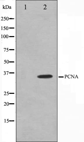 Polyclonal Rabbit anti-Human PCNA Antibody (IHC, IF, WB)