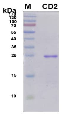Human CD2 Protein (Recombinant 6His, N-terminus)
