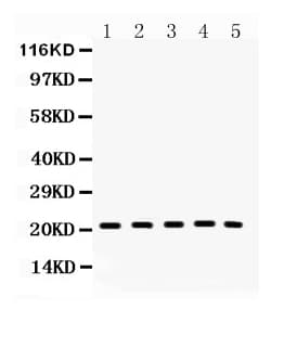 BAX Antibody