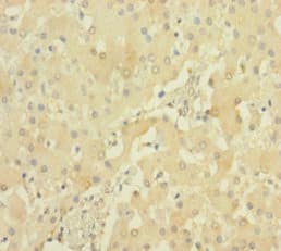 Polyclonal Rabbit anti-Human PRSS23 Antibody (aa20-383)