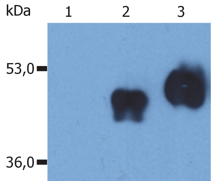 CD14 Antibody (aa57-64, clone MEM-18)