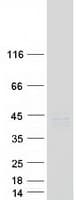 Human PGC / Pepsin C Protein (Recombinant Myc-DDK (Flag))